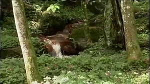 Sexo salvaje en el exterior y corrida