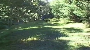 arando tres en un bosque