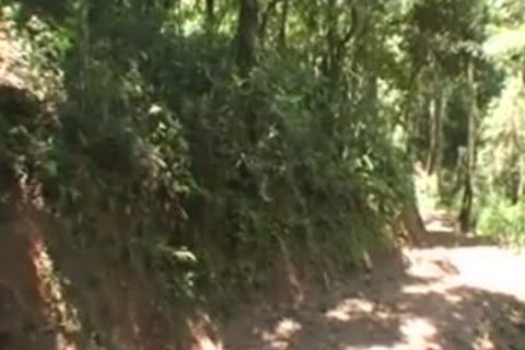 busty brunette tranny ass Wrecked